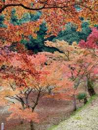 【山口観光】今が見頃の東行庵の紅葉🍁