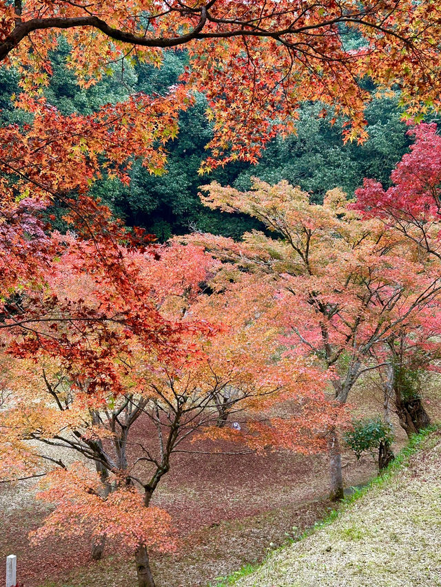 【山口観光】今が見頃の東行庵の紅葉🍁