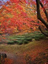 【紅葉特集】静かな境内を赤く染める紅葉絶景🍁なんと今年は○○✨車がなくても行ける🚍