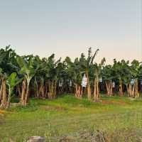 Discovering Innisfail: A Hidden Gem in Queensland