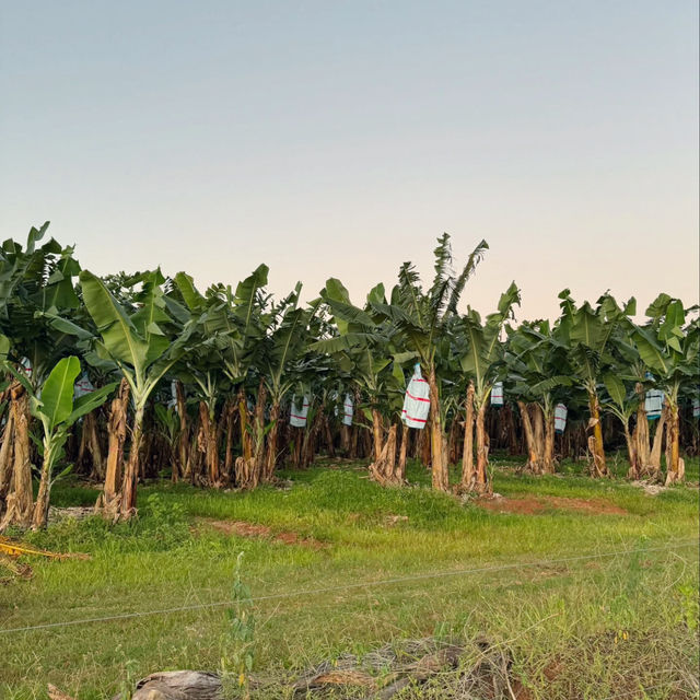 Discovering Innisfail: A Hidden Gem in Queensland