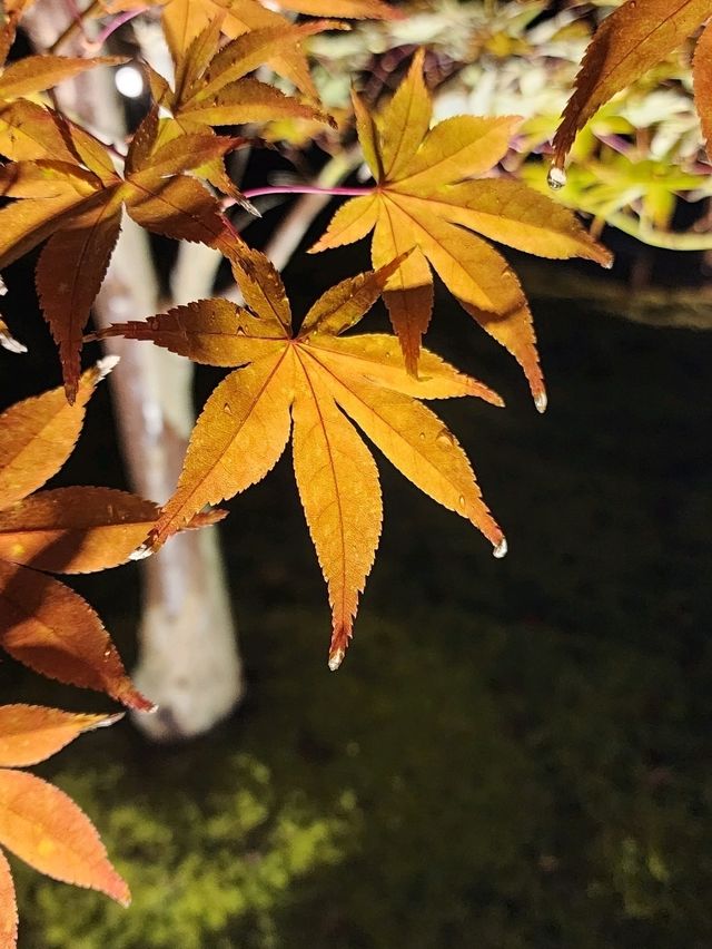 夜觀楓葉