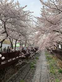 A Stroll Through the Sakura Wonderland of Yeojwacheon River
