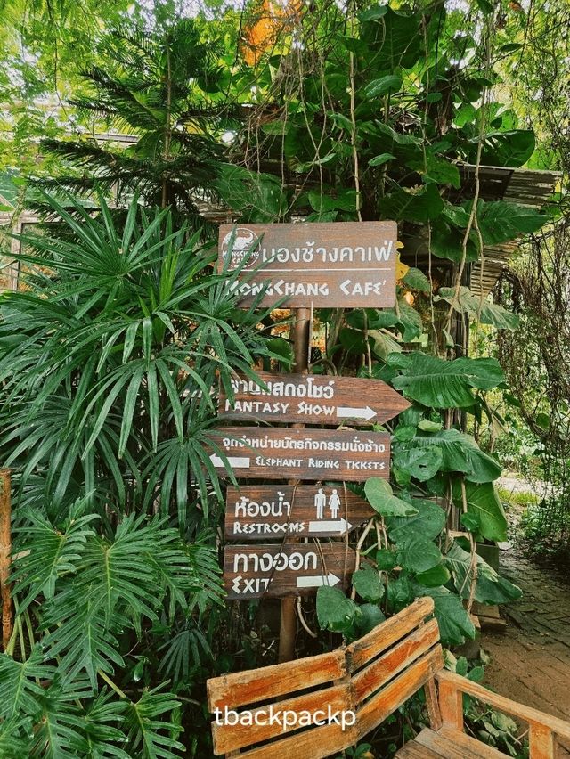มองช้าง Cafe หมู่บ้านช้างพัทยา สุดแสนประทับใจ🐘