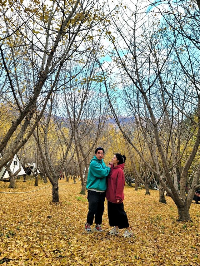 평창의 가을이 아름다운 은행나무카페💛