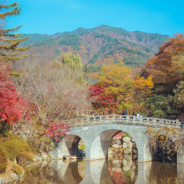 가을 붉은단풍으로 물든 천년의 역사“경주 불국사”
