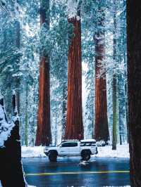 A Snowy Day in Sequoia National Park