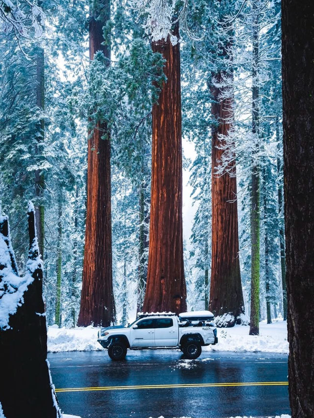 A Snowy Day in Sequoia National Park