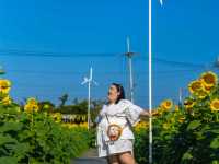 ชมทุ่งทานตะวันใกล้กรุงเทพฯ ปทุมธานี ลาดหลุมแก้ว