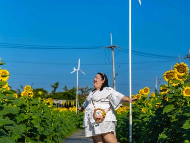 ชมทุ่งทานตะวันใกล้กรุงเทพฯ ปทุมธานี ลาดหลุมแก้ว