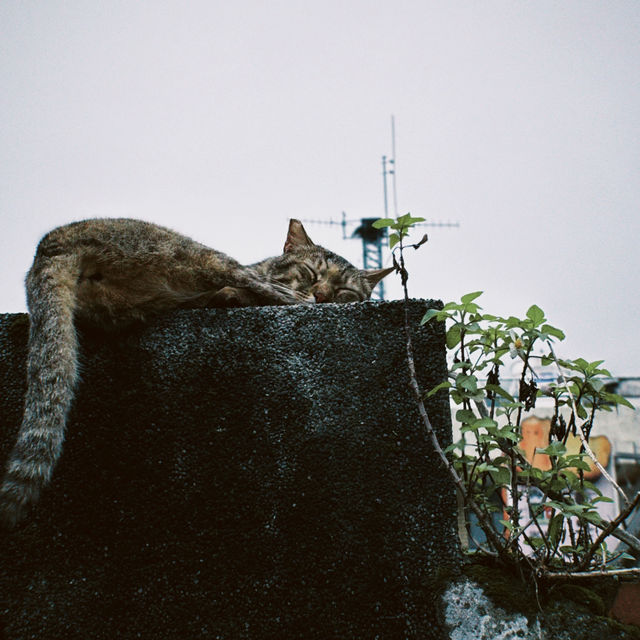 Houtong Cat Village, Taiwan 🐈‍⬛🐈