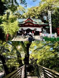 【日本伊東】來宮神社：日本能量景點，樹齡超過2000年的巨楠