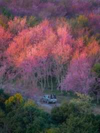 ชมดอกนางพญาเสือโคร่งบาน ที่ภูลมโล จังหวัดเลย 🌸