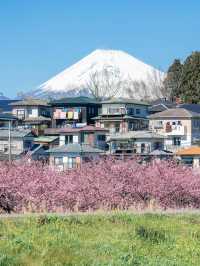 【静岡】富士山と河津桜を望めるスポット！