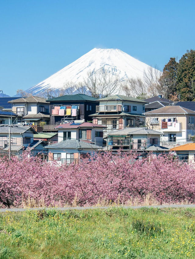 【静岡】富士山と河津桜を望めるスポット！