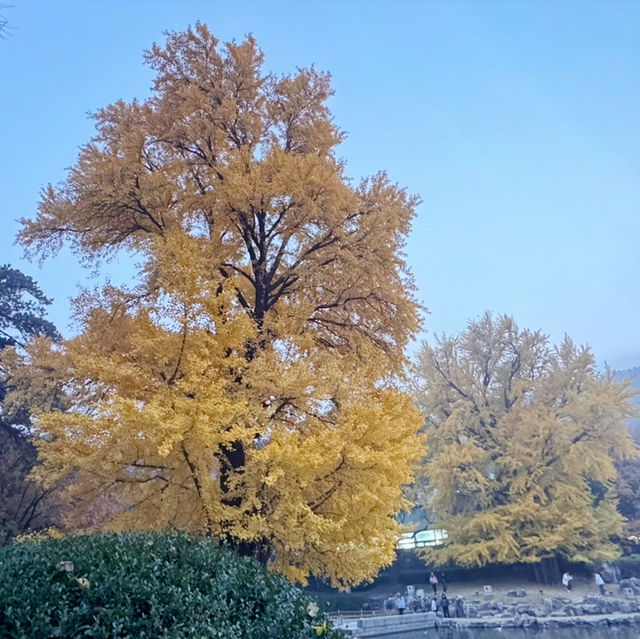 秋日的香山：风景如画，红叶如诗