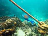 Curious about scuba diving? Go to Koh Tao🏝️🇹🇭