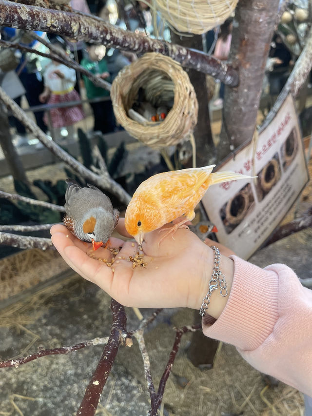 首爾親子家庭遊｜過千種動物的室內動物園｜水豚