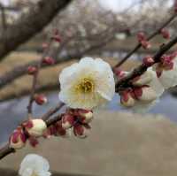 梅の花はこれからが本番🌸