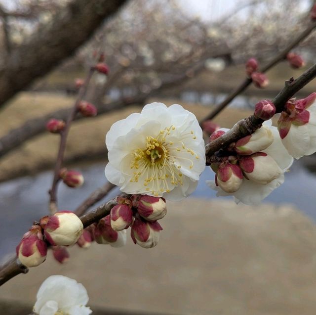 梅の花はこれからが本番🌸