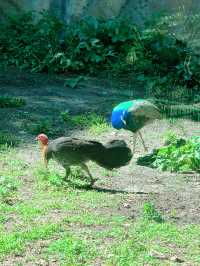 Taronga Zoo: Up Close with Wildlife