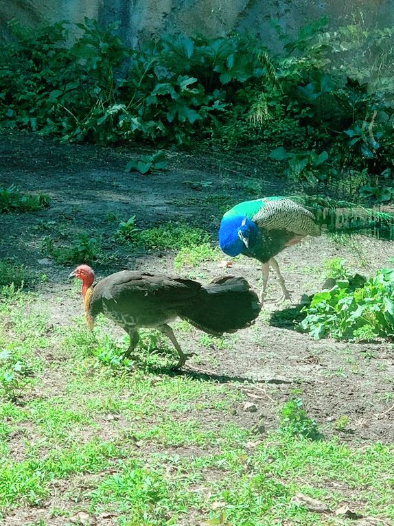 Taronga Zoo: Up Close with Wildlife