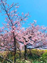 ■大角海浜公園