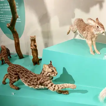 臺灣．我的家-兒童探索展