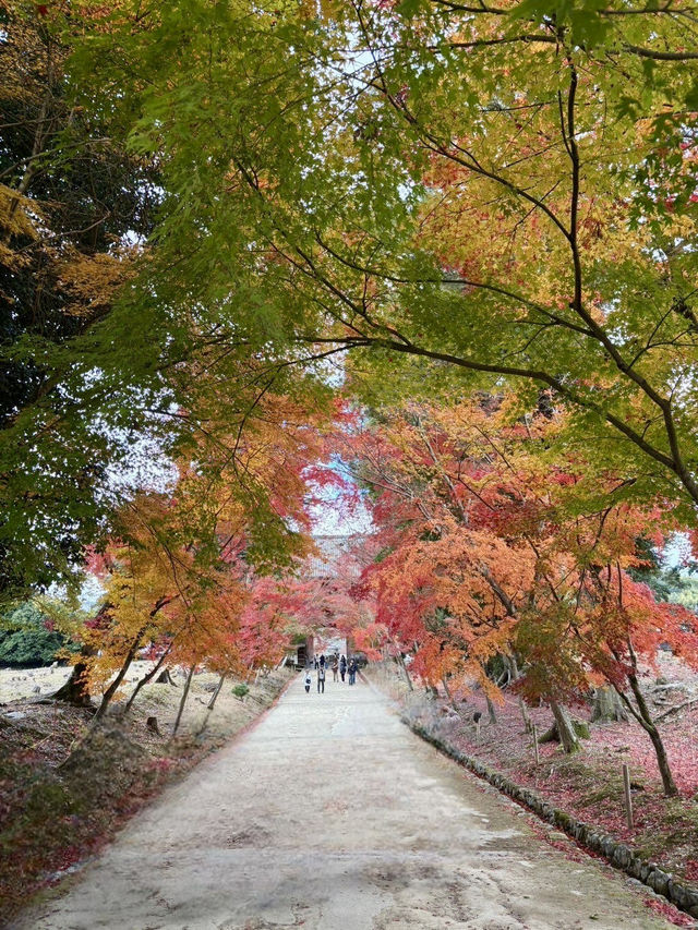 【京都府】桜の名所で紅葉を愉しむ