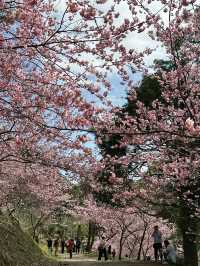 悠然秘境 櫻花林