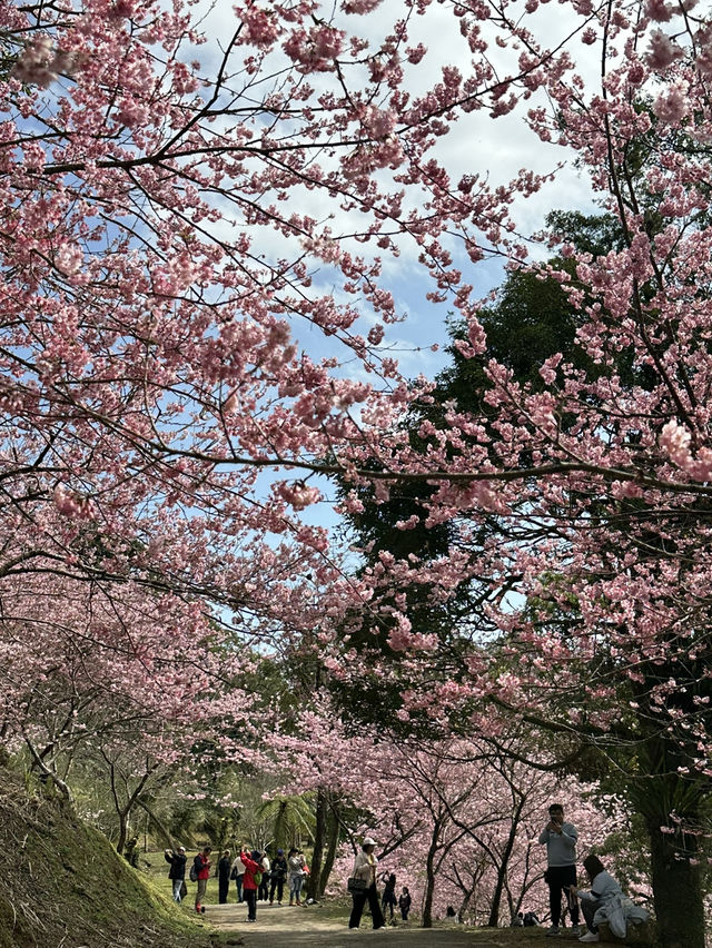 悠然秘境 櫻花林