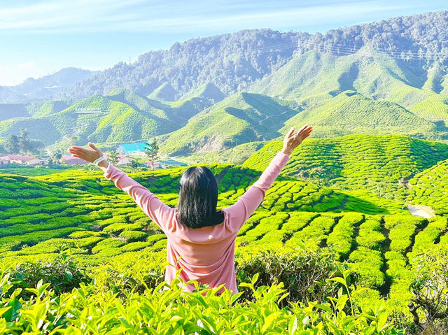 Cameron Valley Tea