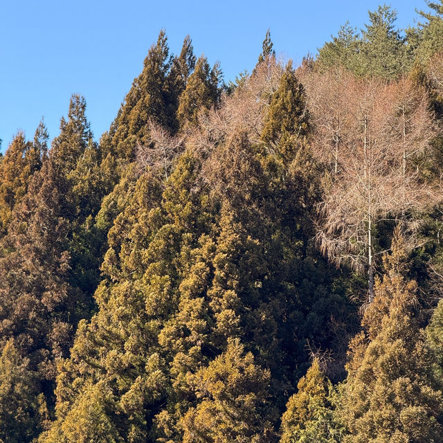 “Saiko Iyashi-no-Sato Nenba” หมู่บ้านญี่ปุ่นโบราณ🗻