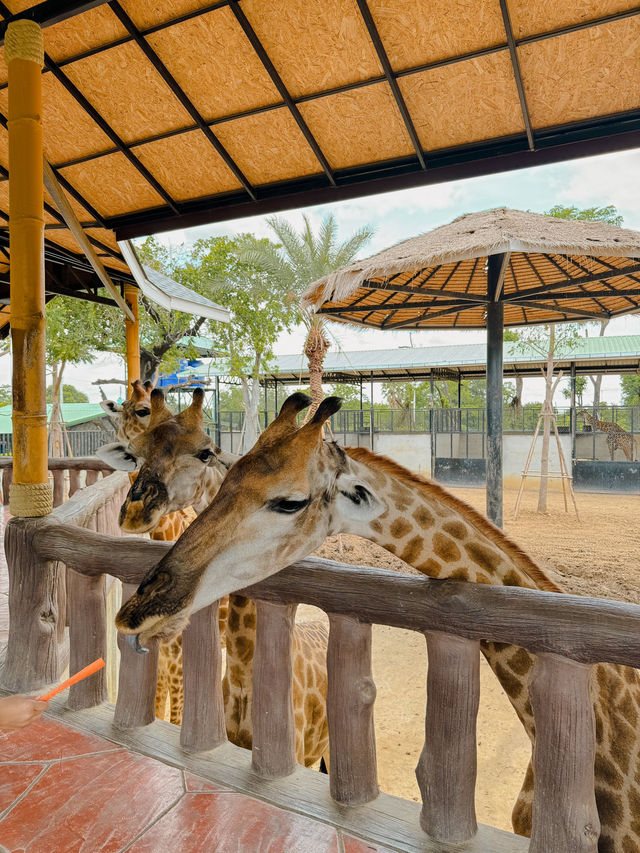 泰國曼谷必去景點🦒大城獅子動物園🐅🦓