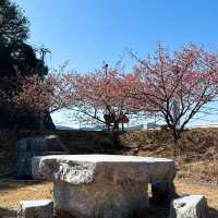 【津久見】九州一早い桜の便り🌸河津桜🌸