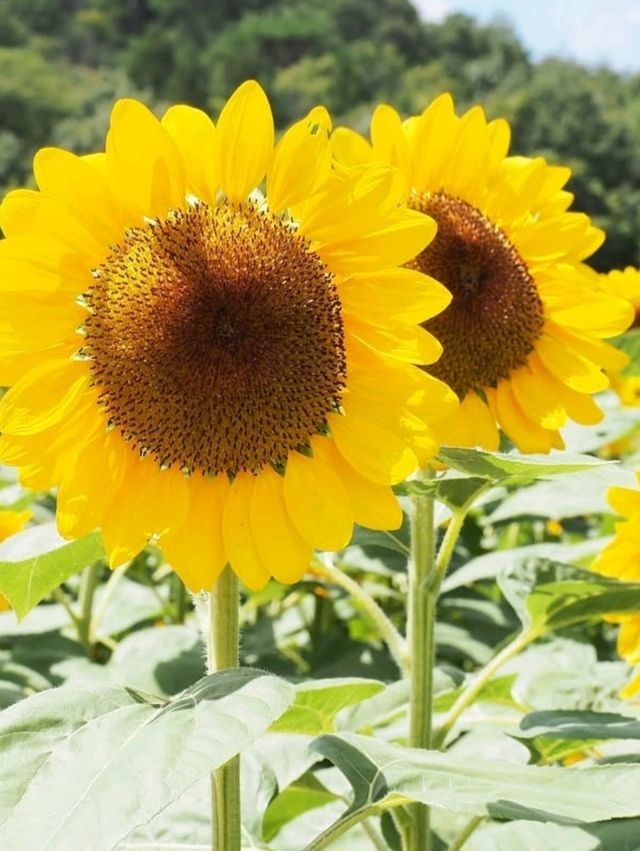 思いきっり笑える夏になる
