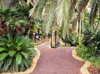 An enchanting palm forest in Jeju, Sangari Palm Forest