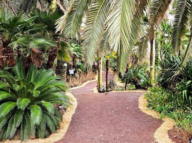 An enchanting palm forest in Jeju, Sangari Palm Forest