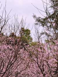 🌸 東涌櫻花園：必去的粉紅夢幻之地 🌸