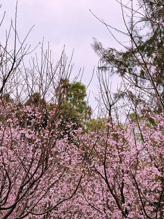 🌸 東涌櫻花園：必去的粉紅夢幻之地 🌸