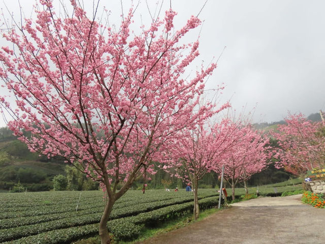 中興製茶所櫻花美景