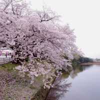 鶴舞公園🌸櫻花之味