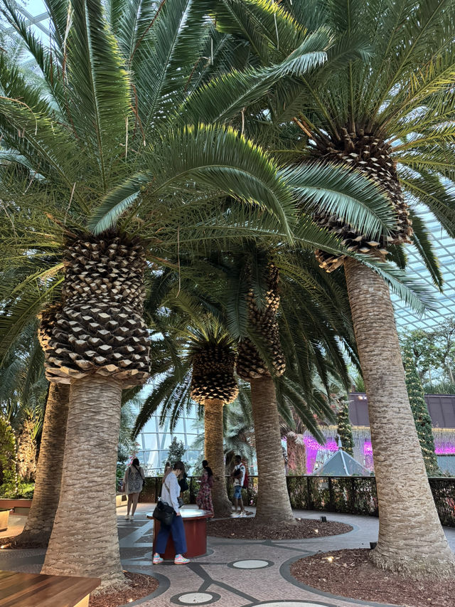 Floral Paradise - Flower Dome Singapore