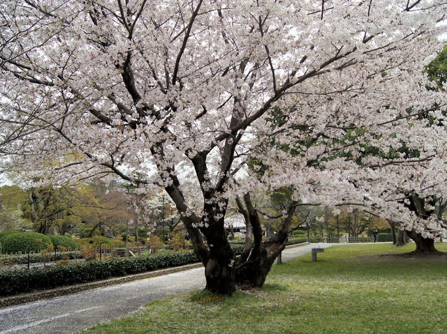 名古屋天守閣賞櫻美景