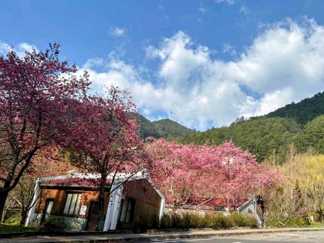 武陵農場，雪霸國家公園下的春櫻浪漫