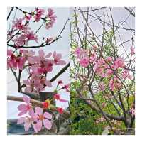 🌸鬧市中的驚喜🌸