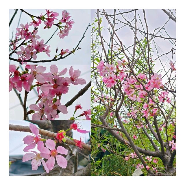 🌸鬧市中的驚喜🌸