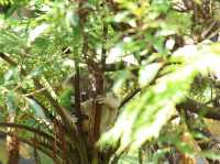 Taronga Zoo Sydney