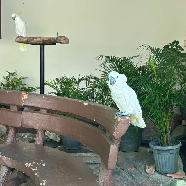 新加坡飛禽公園～鳥類的天堂