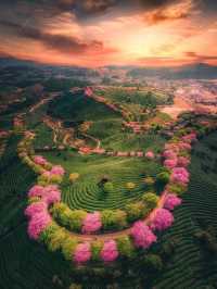 Breathtaking Cherry Blossoms at Yongfu Town